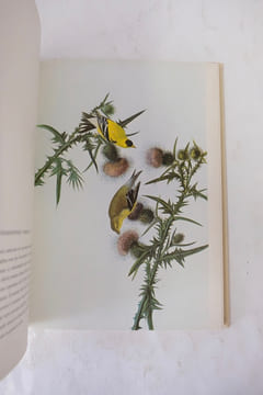 Les Oiseaux d'Amérique . John James Audubon