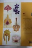 Les Orchidées. Mark Griffiths