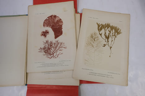 Atlas des Algues Marines les plus rpandues des Ctes de France. 48 planches en Hliotypie Tires en couleur reprsentant 108 espces d'algues faciles ...