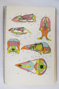 ANATOMIE COMPAREE DES VERTEBRES + Livret de planches 