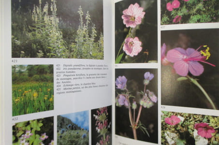 LE BOUQUET D'ATHENA. Les plantes dans la mythologie et l'art grecs.