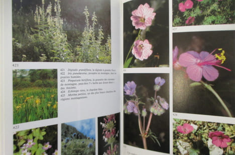 LE BOUQUET D'ATHENA. Les plantes dans la mythologie et l'art grecs.. Hellmut Baumann