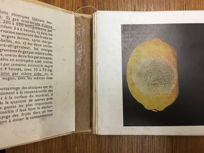 Maladie des citrus