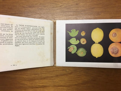 Maladie des citrus