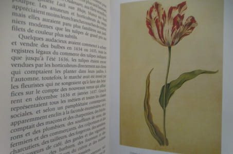 LA TULIPO MANIA. L'histoire d'une fleur qui valait plus cher qu'un Rembrandt.
