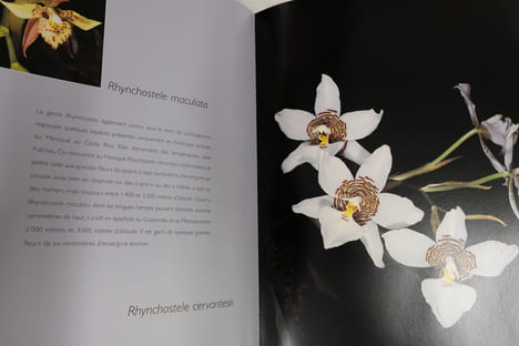 Orchidées. Pascal Descourvières