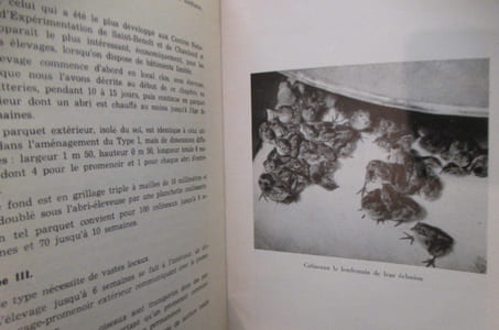 LE COLIN DE VIRGINIE. Moeurs - Elevage - Chasse.