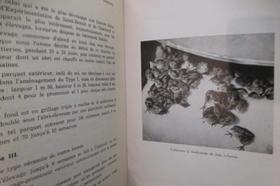 LE COLIN DE VIRGINIE. Moeurs - Elevage - Chasse.