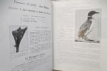 NOTRE SAUVAGINE et SA CHASSE. Comprenant : Chasse - Classification - Description de tous les oiseaux de marais, de rivière et de mer susceptibles d'être rencontrés en France, en Belgique, en Angleterre, en Suisse.