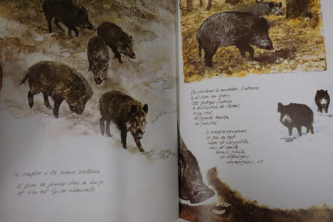 Le bestiaire sauvage. Rien Poortvliet