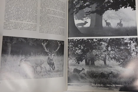 Chevreuil Cerf Sanglier. Edouard Varin