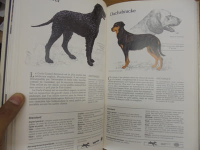 Guide des Chiens