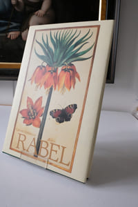 Daniel Rabel / Cent fleurs et insectes / Collection bibliotheque nationale, Paris