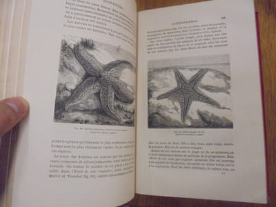 La vie et les moeurs des animaux. Zoophytes et mollusques.