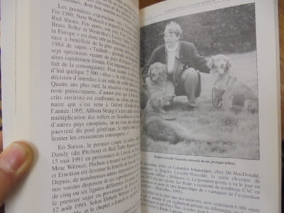 Labrador, golden et autres retrievers