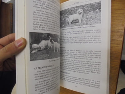 Labrador, golden et autres retrievers