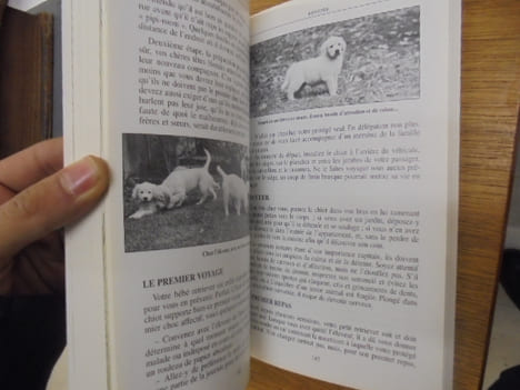 Labrador, golden et autres retrievers. Philippe de Wailly
