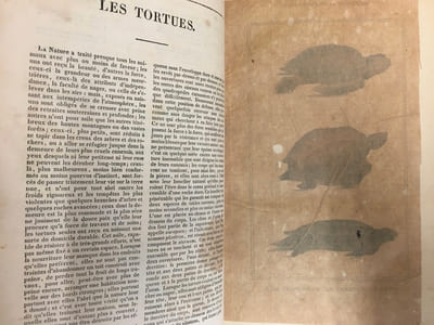 Oeuvres du Comte De Lacépède - Tome 1 - Histoire Naturelle des Quadrupèdes ovipares, des serpents, des poissons et des cétacés