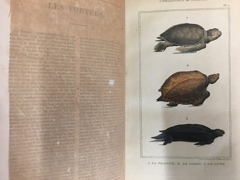 Oeuvres du Comte De Lacépède - Tome 1 - Histoire Naturelle des Quadrupèdes ovipares, des serpents, des poissons et des cétacés. Comte de Lacépède