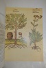 L'Illustration Botanique. Wheeler, William
