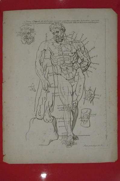 "La Statue d'Hercule dit de Farnese &agrave; 7 testes 3 parties 7 minuttes de hauteur suposant la figure droite et &eacute;galement pos&eacute;e sur ses deux pieds. elle ...