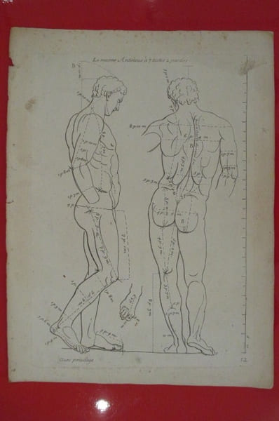 "Le Mesme Antinuous &agrave; 7 testes 2 parties".
LES PROPORTIONS DU CORPS HUMAIN MESUREES SUR LES PLUS BELLES FIGURES DE L'ANTIQUITE.
PLANCHE D'ANATOMIE ...