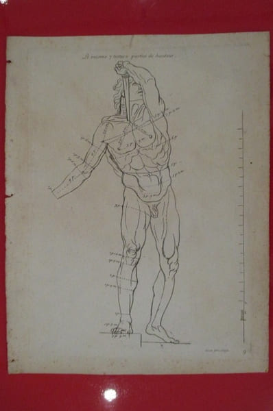 "Le Mesme 7 testes 2 parties de hauteur".
LES PROPORTIONS DU CORPS HUMAIN MESUREES SUR LES PLUS BELLES FIGURES DE L'ANTIQUITE.
PLANCHE D'ANATOMIE ...