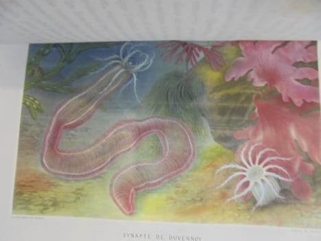 LE MONDE DE LA MER. Illustré de 21 planches sur acier tirées en couleur.. Alfred Frédol