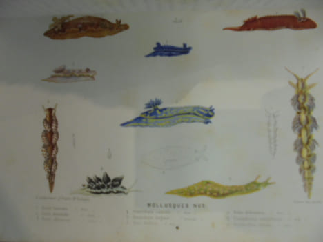 LE MONDE DE LA MER. Illustré de 21 planches sur acier tirées en couleur.. Alfred Frédol