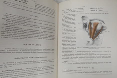 Anatomie humaine, descriptive et topographique - Tome I et II / Éditions différentes. Rouvière H.