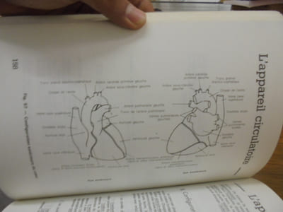 Abrégé d'anatomie et de physiologie humaines