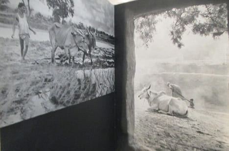 THE FACE OF LIFE. 44 plates in four-colour photogravure.. undefined