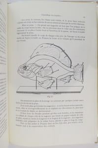 L'ART DE LA TAXIDERMIE AU XXe SIECLE. Recueil de technique pratique de Taxidermie pour Naturalistes, Professionnels, Amateurs et Voyageurs.