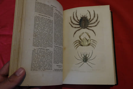 Histoire naturelle des Crustacés, des Arachnides et des Myriapodes