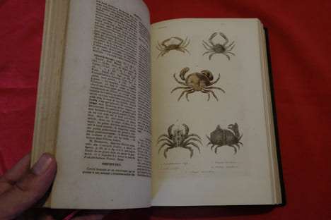 Histoire naturelle des Crustacés, des Arachnides et des Myriapodes. Hyppolite Lucas