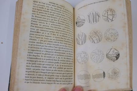 Oeuvres Complètes de Buffon