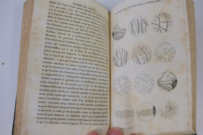 Oeuvres Complètes de Buffon