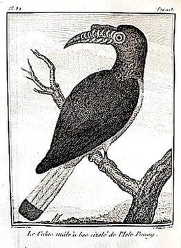 Voyage à la NOUVELLE-GUINEE, dans lequel on trouve la description des lieux, des observations physiques & morales, & des détails relatifs à l'Histoire ...