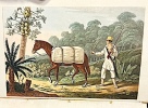 Voyages dans la partie septentrionale du BR&Eacute;SIL depuis 1809 jusqu'en 1815, comprenant les provinces de Pernambuco (fernambouc), Seara, Paraiba, ...