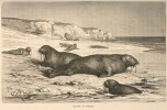 La Mer libre du pôle. Voyage de découvertes dans les mers arctiques exécuté en 1860-1861. Traduit de l'anglais et accompagné de notes complémentaires ...