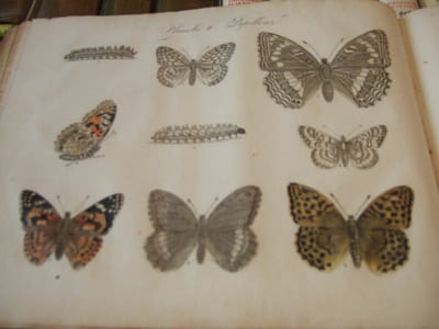 Les Papillons, Leur Histoire, la Manière de leur Faire la Chasse et de les Conserver ; Ouvrage Amusant et Instructif, Orné de figures représentant un choix des plus beaux Papillons d'Europe. Dédié à la Jeunesse.