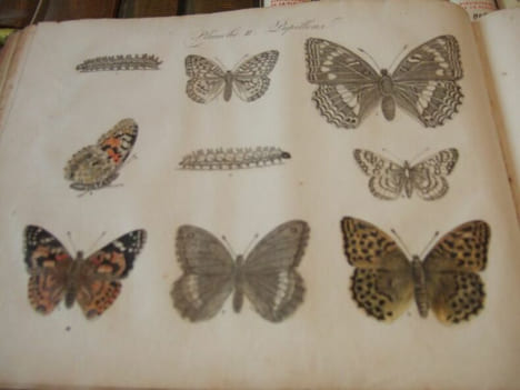 Les Papillons, Leur Histoire, la Manière de leur Faire la Chasse et de les Conserver ; Ouvrage Amusant et Instructif, Orné de figures représentant un ...