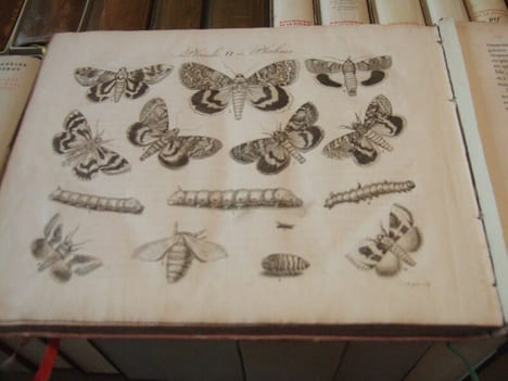 Les Papillons, Leur Histoire, la Manière de leur Faire la Chasse et de les Conserver ; Ouvrage Amusant et Instructif, Orné de figures représentant un ...