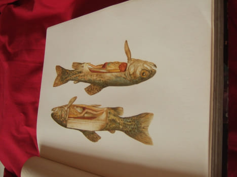 LA TRUITE. Ses moeurs. L'art de la pêcher. Dessins de COUSYN ET CLERIN. PLanches en couleurs hors-texte de CLERIN, DAUMAIN  ET FADDEGON.. VAVON ...