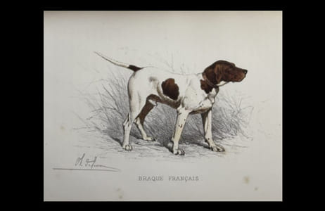 Les Chiens de chasse. Races françaises - Races anglaises. - Chenils. - Élevae et dressage - Maladies. - Traitement allopathique et homéopathique. Dessins par OLIVIER DE PENNE.