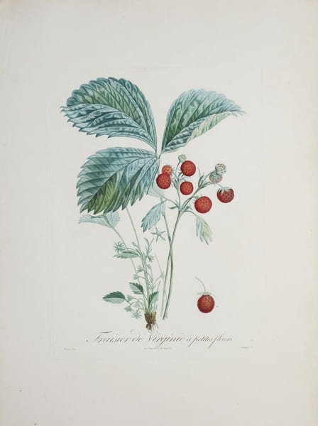  Fraisier de Virginie &agrave; petites fleurs.. POITEAU (Pierre-Antoine).