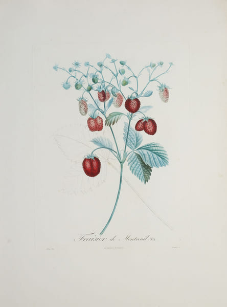 Fraisier de Montreuil.. POITEAU (Pierre-Antoine).