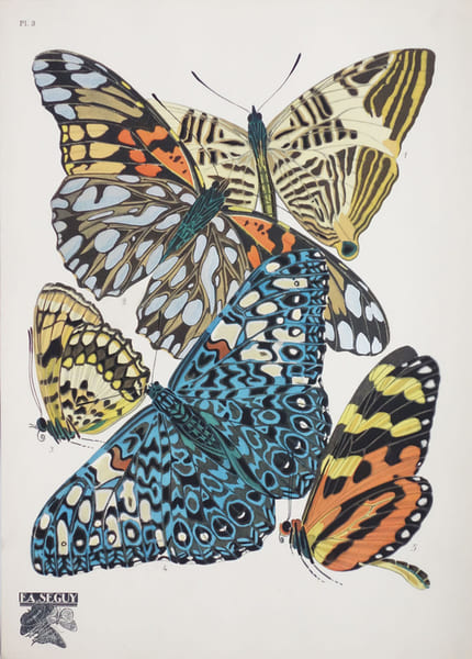  Papillons. Planche 3.. S&Eacute;GUY (&Eacute;mile-Allain).