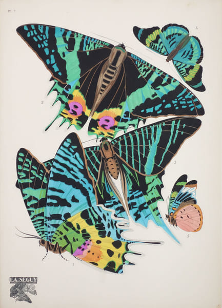  Papillons. Planche 7.. S&Eacute;GUY (&Eacute;mile-Allain).