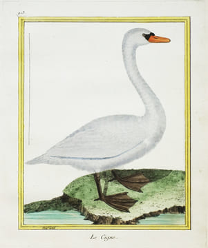 Le Cigne.. MARTINET (François-Nicolas) & BUFFON (George-Louis Leclerc de).